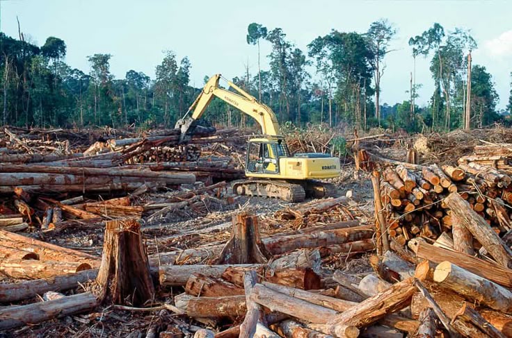 Exploitation forestière durable au Bénin : l’engagement de Sokinam & Fils